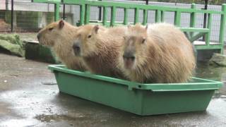 カピバラ　優柔不断　大宮公園小動物園