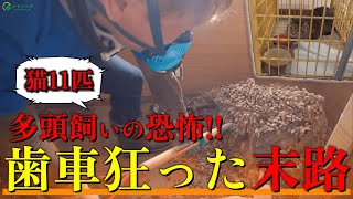 【猫11匹多頭飼育の恐怖！】きっかけは〇〇だった…家の中にはネコの大量の糞や尿が！SOSを受け、この悲惨な社会問題に横尾が立ち向かう！！【メモリーズの社会問題ドキュメント】※閲覧注意