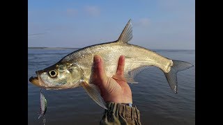 Рыбалка на речке, ловля верхогляда. Predatory carp fishing on the river