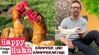 Vom Aussterben bedroht durch Vorurteile? Kämpfer und Kämpferartige Hühner im Fokus - HAPPY HUHN E290