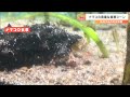 撮影成功！貴重な「ナマコの食事」実は海にとって重要な役割がありました“それはナニ？”