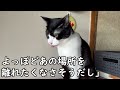 保護した子猫がどんどん大きく成長、巨大な猫に。どうしてこんなに大きくなった 実は..【猫の不思議な話】【朗読】