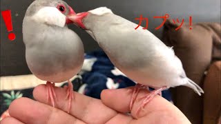 【シルバー文鳥】ほのぼの動画14 祝チャンネル登録者1000人‼︎ 1,000 Subscribers Commemoration