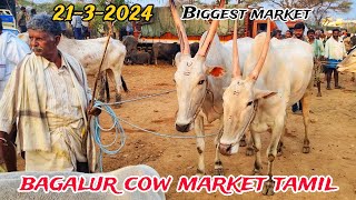 #Bagalur cow market tamil / #Biggest_cow_market // ஒசூர் பாகலூர்  மாட்டு சந்தை / அதிக அளவில் விற்பனை