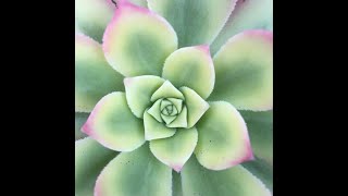 Aeonium Haworthii 'Kiwi' Quick Overview \u0026 Care Tips