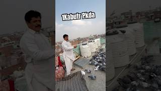 Tokdiyo ka pata nhi #trending #kabootar #bird #pigeon #video #viralvideo #shorts