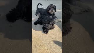 The stray dog mother now lives a happy life in our farmhouse with her child