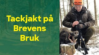 Tackjakt på vildsvin och dovvilt på Brevens Bruk