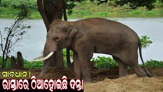 ଶୋଇଛି ବନବିଭାଗ,ମାତିଛି ଦନ୍ତା/Hindol/elephant/forestdept/dhenkanal