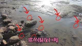 大海退潮后赶海，小郑沙滩上偶遇震撼一幕，成群鲨鱼围攻深海巨鳗