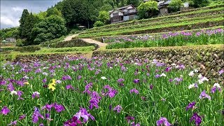 2019/06/03　稲積癒しの里山　紫陽花と花菖蒲　～愛媛県大洲市～