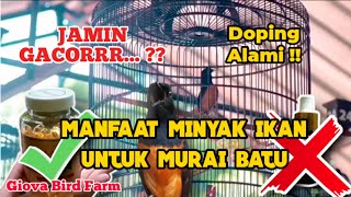 Manfaat minyak ikan untuk murai batu agar gacor