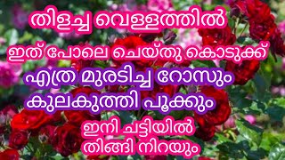 തിളച്ച വെള്ളത്തിൽ ഇത് പോലെ ചെയ്തു കൊടുക്ക് # എത്ര മുരടിച്ച റോസും കട്ട കുത്തി പൂക്കും #Gardening tip