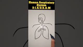 Human respiratory system | Respiratory system diagram #shorts #sciencediagram #mathssciencetoppers