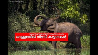 വെള്ളത്തില്‍ നീരാടി കാട്ടാനകള്‍ | ഉറക്കം നഷ്ട്ട്പ്പെട്ട് പ്രദേശവാസികൾ | Wild Elephants mundakkayam