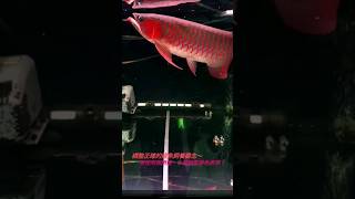 龍魚的鱗框表現如果越來越紅～除了龍魚的品質夠好~也代表您的飼養方式和觀念已經達標嘍！#龍魚 #鴻龍 #紅龍 #寵物 #水族館 #獨特  #精品  #Arowana #印尼三線虎魚 #水質 #熱門