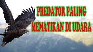 PREDATOR PALING MEMATIKAN DI UDARA