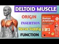 Deltoid muscle, Bams first prof, Ncism, Gyan ganga Ayurveda classes, Dr Anil Kumar patel,