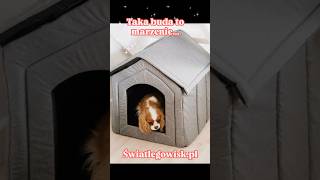 #shorts #piesek #cavalier #doglove #psiespanie #piesek #pudel #pies #koci