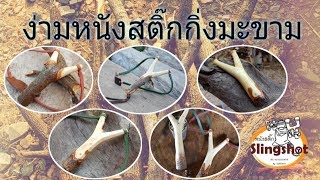 รวมผลงานไม้มะขาม หนังสติ๊กง่ามไม้มะขาม หนังสติ๊กslingshot