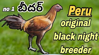 peru original breeder#93989 09197#bhimavaram