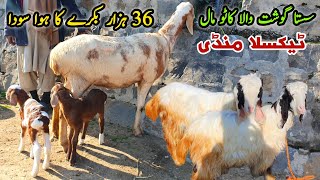 Katto Sasta Mall | Bakra Mandi Taxila Update 8 March 2024 | 36K Ma Soda Naseeb Ka