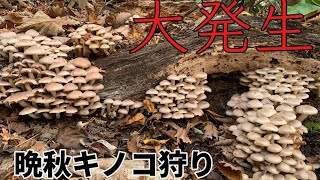 【山形遠征】晩秋キノコ狩り《後編》