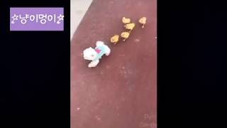 귀엽고 사랑스러운 아기 동물들 모음 CUTE AND ADORABLE ANIMALS COMPILATION