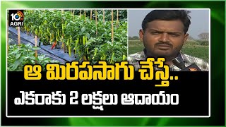 పిజ్జా మిరప సాగు చేస్తే.. ఎకరాకు 2 లక్షలు ఆదాయం| Huge Profits With Jalapeno Mirchi | Matti Manishi