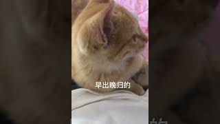 捡来的小猫咪长大了 居然知道理解老父亲了？