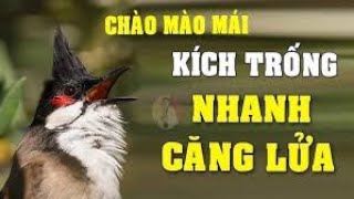 CHÀO MÀO MÁI KÍCH TRỐNG CĂNG LỬA - CÁCH KÍCH LỬA CHÀO MÀO SỔ BỌNG HÓT CHÉ #chàomàohót . 004