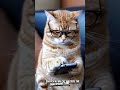 Cat Call: Kitty's Smartphone Shenanigans! #techsavvypets