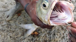 আজ নতুন স্টাইলে বড়শি ফেলে নদী থেকে মাছ ধরেছি [hook fishing] day 2