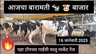 आजचा बारामती गाय बाजार || baramati cow market in maharashtra ||