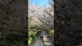 花見 桜並木の素敵な場所を発見！川崎市多摩区　#花見 #vlog #shorts