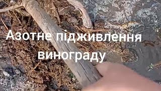 Азотне підживлення винограду свіжою органікою н@ весні.