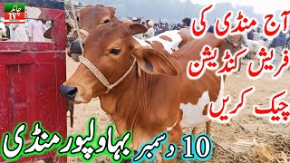 Bhawalpur Cow Mandi Fresh Latest Video Update | Cholistani Sahiwal Bachre | Chand TV Punjab Farming🔥