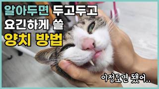 고양이 양치질 이론 마스터 (feat. 현실..) l l 치약 성분 분석 및 치약 추천