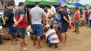 Feira de Galinhas,Arreios,porteiras da Vila Jirimum em Taquaritinga do Norte PE 12/01/2025