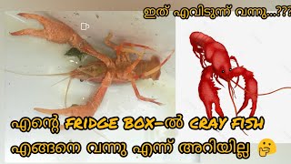 Crayfish എങ്ങനെ എന്റെ ടാങ്കില്‍ വന്നു / crayfish malayalam