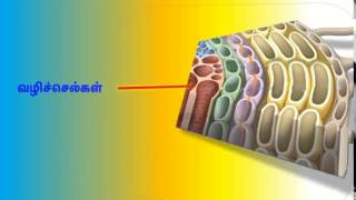 DI COT PLANTS SYSTEM   இரு வித்திலை தாவரத்தின்  அமைப்பு