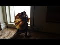 frilled neck lizard walking around the house frilled dragon