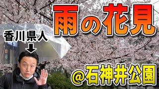 【お花見】香川県人が、東京の桜スポット「石神井公園」を紹介しようと思ったら、土砂降りでついた瞬間帰りたくなった件。