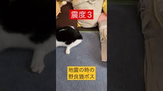 地震が起きた時の野良猫ボス