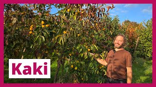 Learn all about KAKI with the expert Dithmar Guillaume (Pépinière De Moerbeiboom)