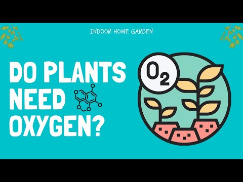 Do plants take in oxygen through their roots?