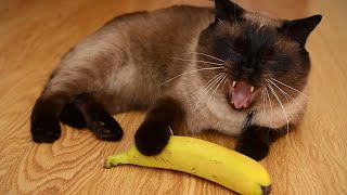 😂 Funniest Cats and Dogs Videos 😺🐶 || 🥰😹 Hilarious Animal Compilation №376