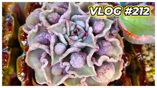 When Succulents Starts to Grow Bumps | VLOG #212 | Growing Succulents with LizK