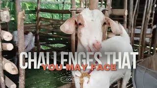 Challenges sa pag-aalaga ng kambing