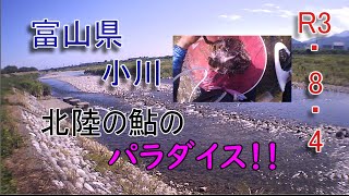 北陸遠征DAY1　R3 8 4富山県小川　鮎のパラダイスがここにあったのか！？